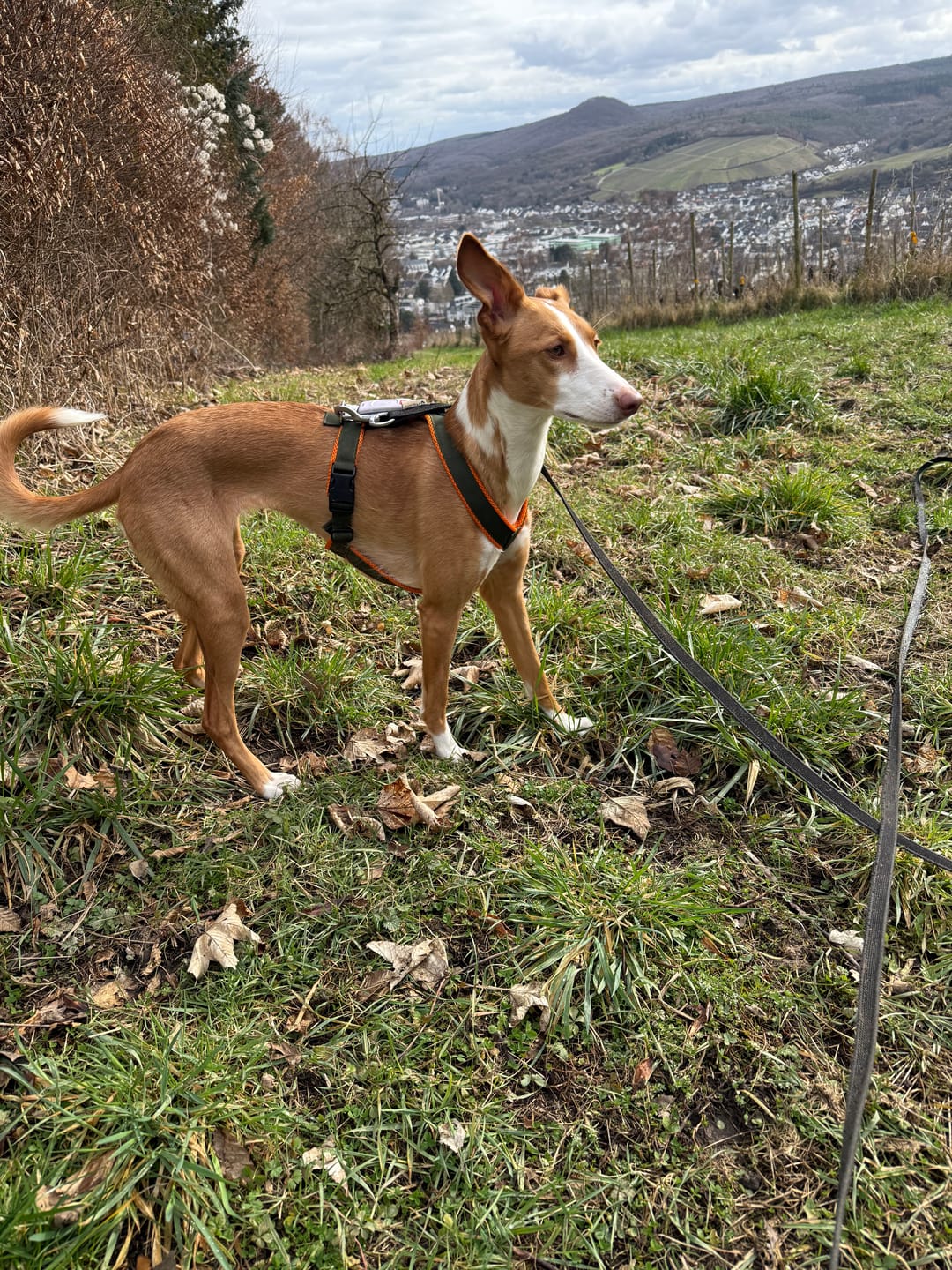 Customer photo review of Windhundgeschirr FUN "Hunter O'Green"