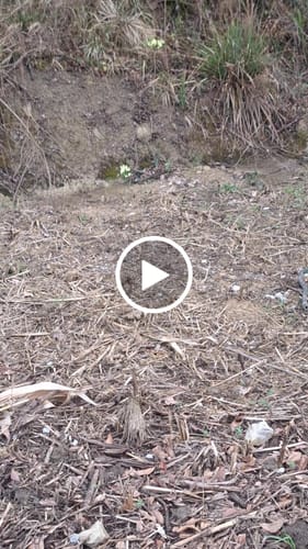 Customer video review of White Russian THCA Flower