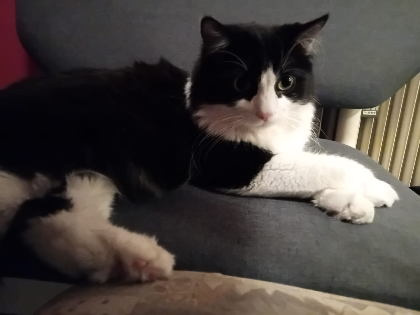 Customer photo review of Allergietest Plus Katze