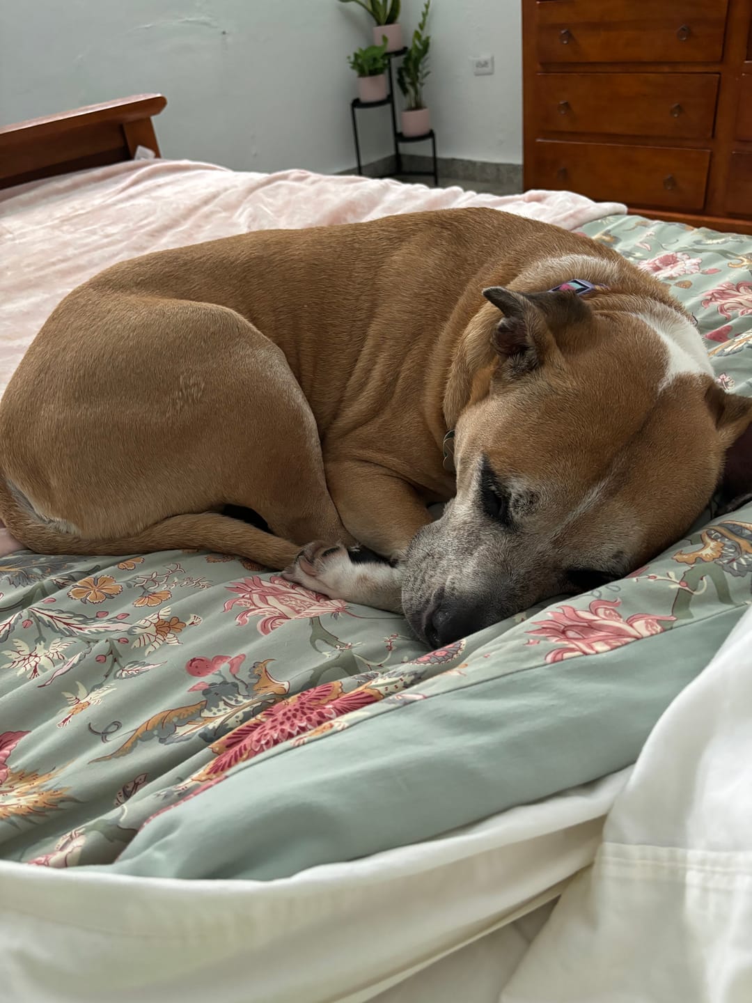 Customer photo review of Earthbones Dental Chews For Dogs