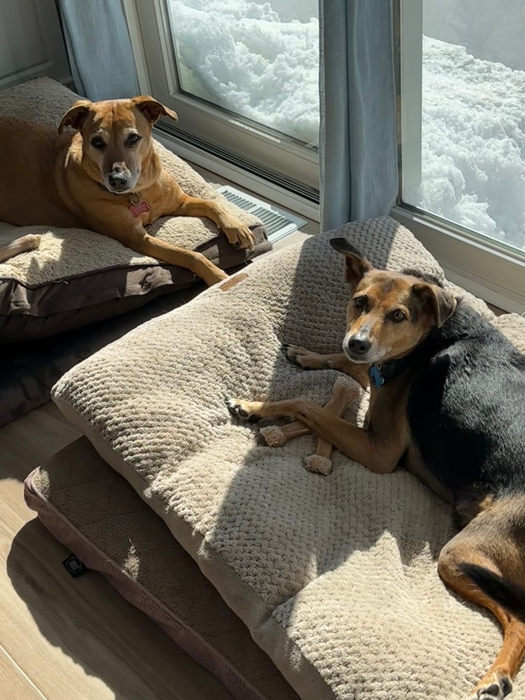 Customer photo review of Bark-Less Bites