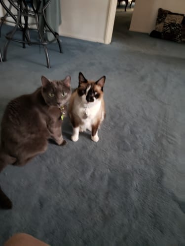 Customer photo review of 5x Blisso Advanced Cat Probiotic (Buy 2 Get 3 Free)