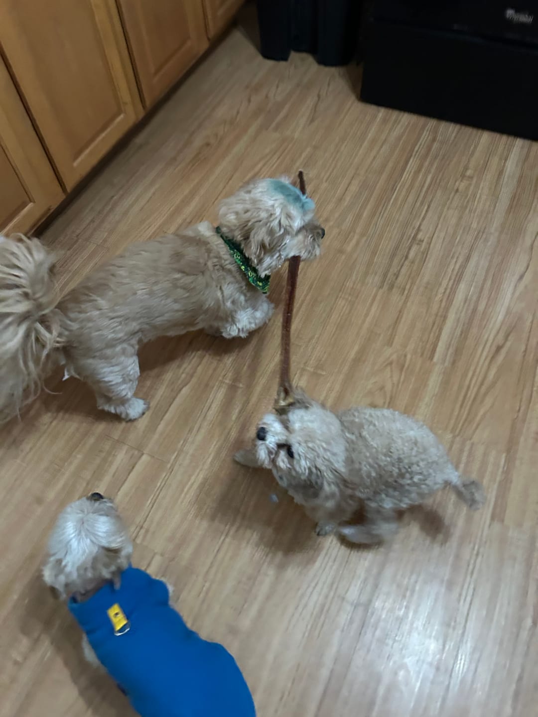 Customer photo review of 6 Inch Thick Bully Stick