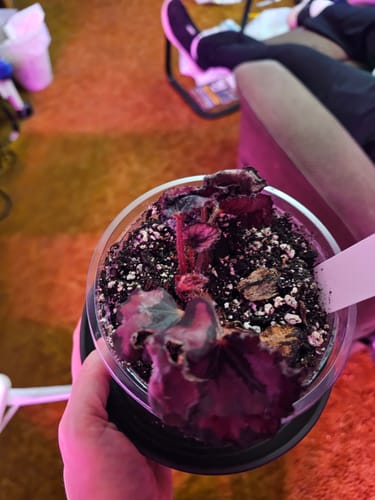 Customer holds their new 'Harmony's Red Robin' begonia in a pot, which shows some stress from shipping.