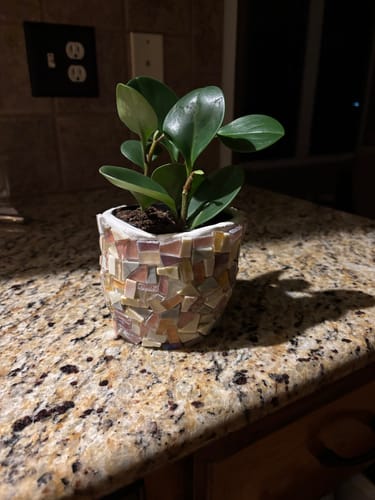 Reviewer's handmade mosaic tile plant pot, created from the craft subscription box, sitting on a counter.