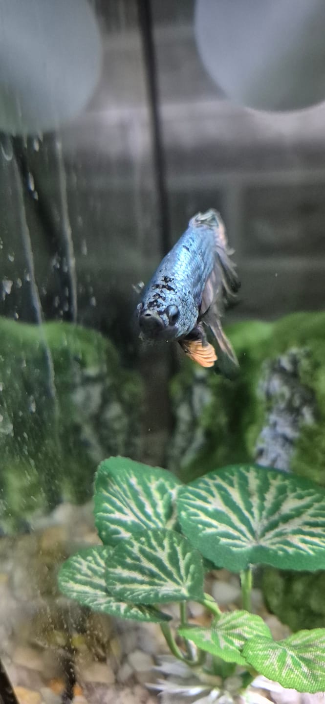 Customer photo review of Copper Steel Halfmoon Male Betta Fish