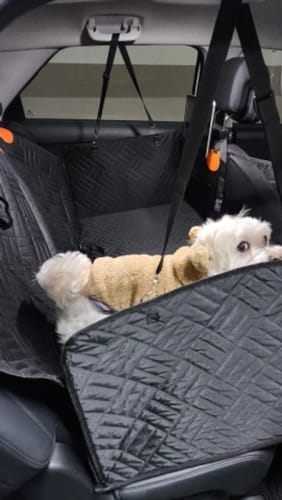 Customer photo review of Housse de Protection Voiture pour Chien - Avenia™