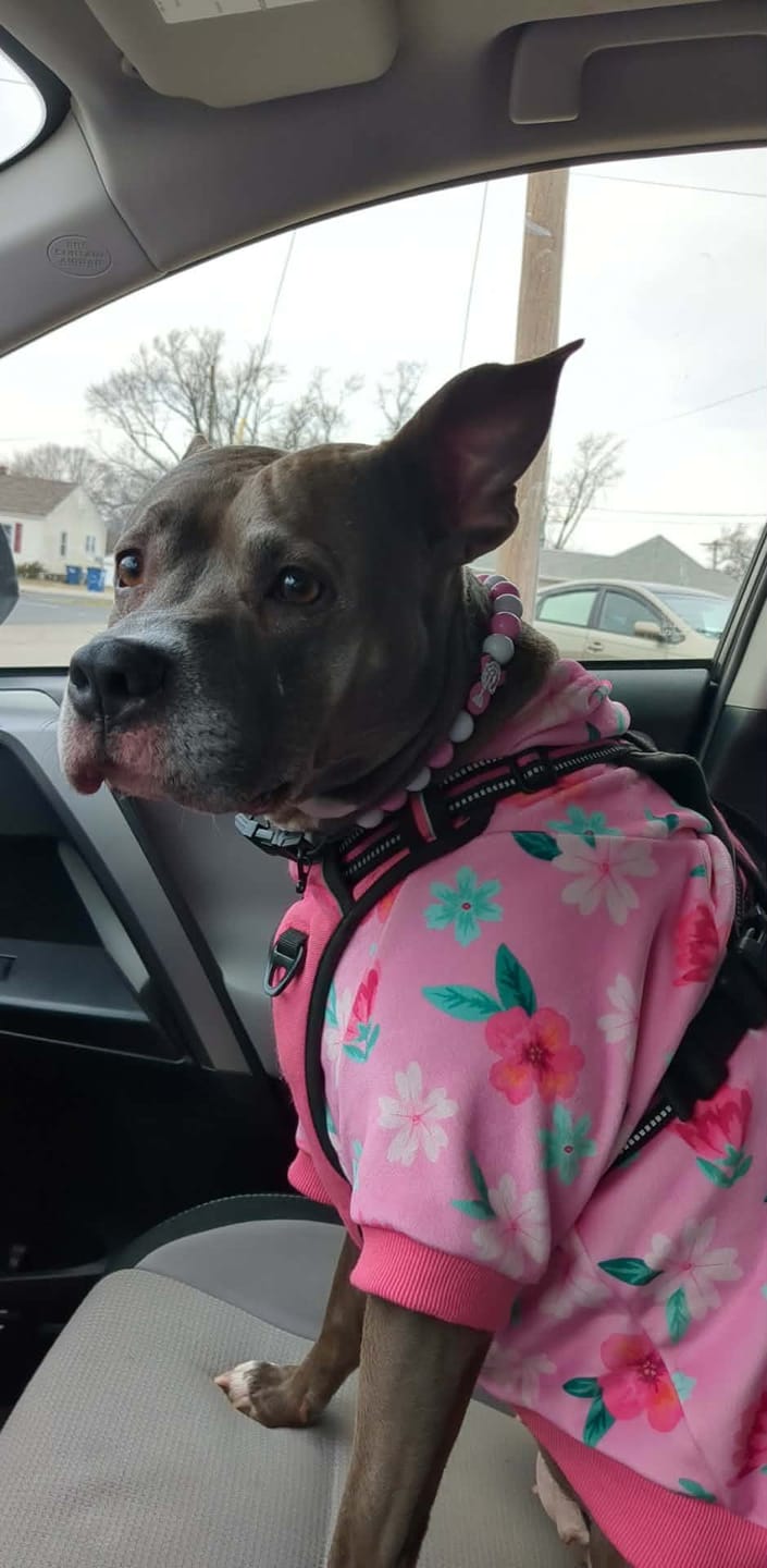 Customer photo review of Dog Hoodie Prints