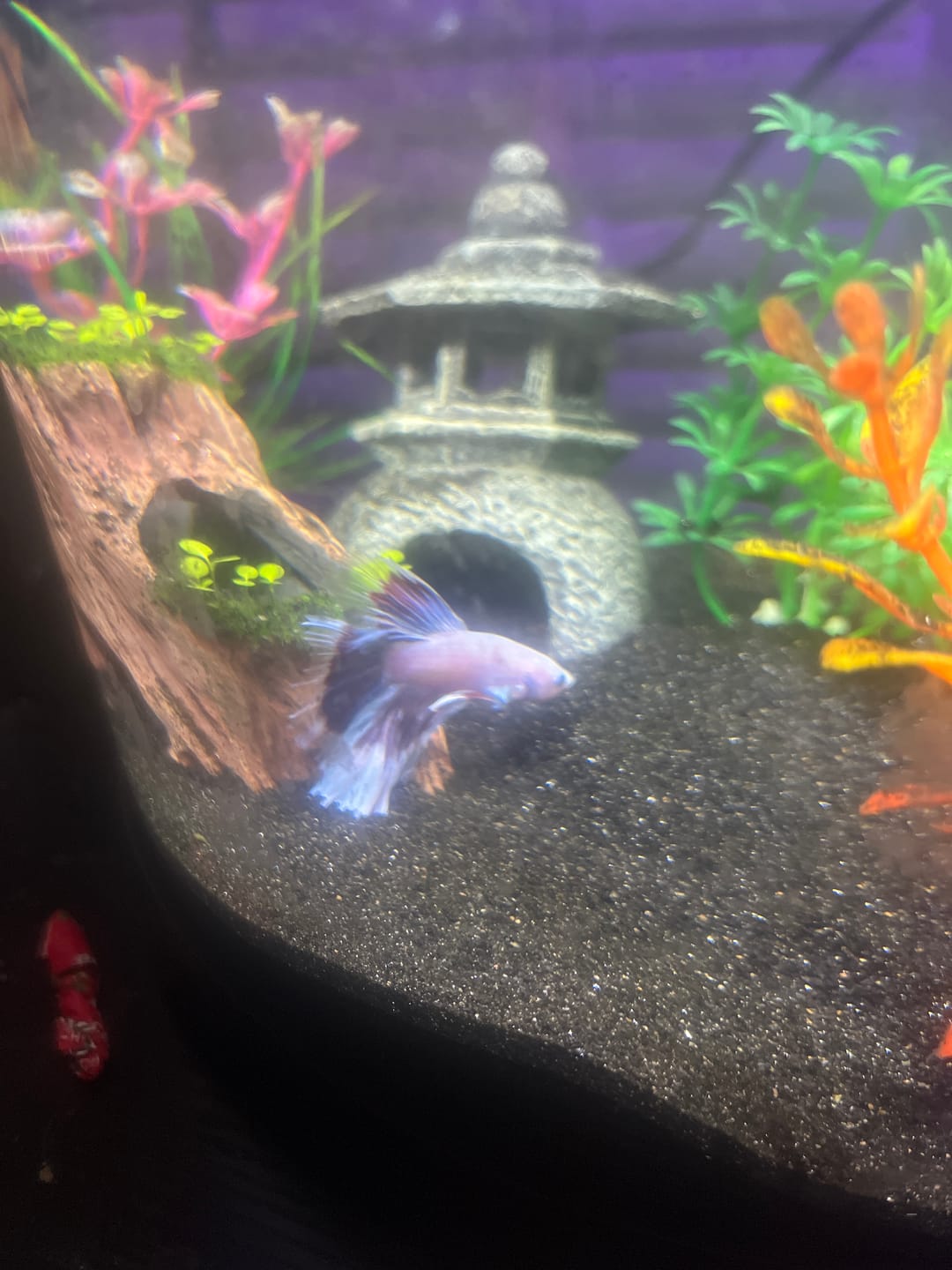 Customer photo review of Purple Halfmoon Male Betta Fish | Grower's Pick