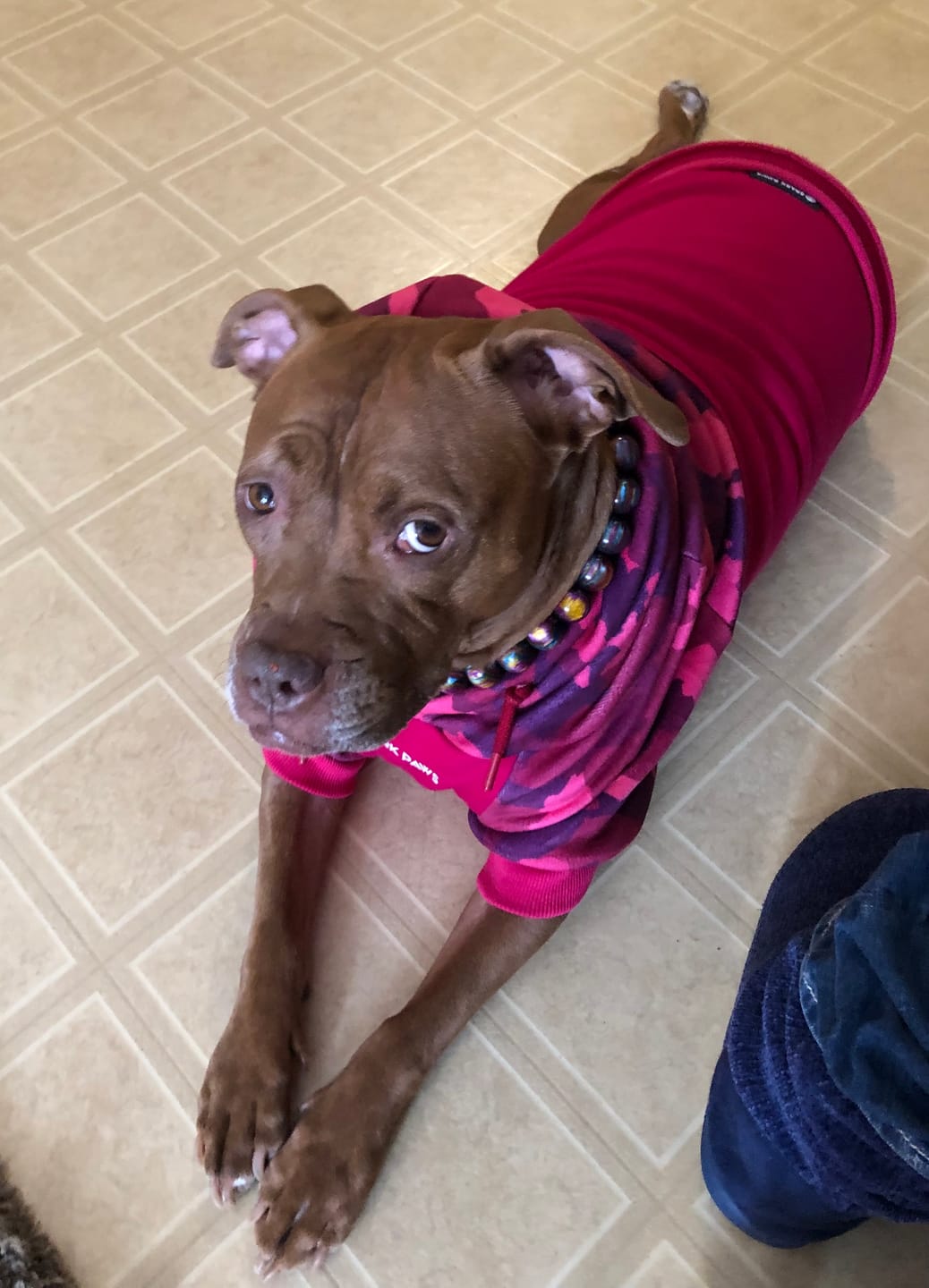 Customer photo review of Camo Dog Hoodies