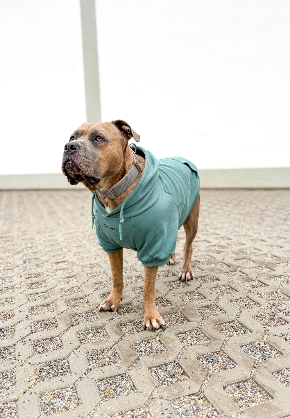 Customer photo review of Essential Dog Hoodie - Teal