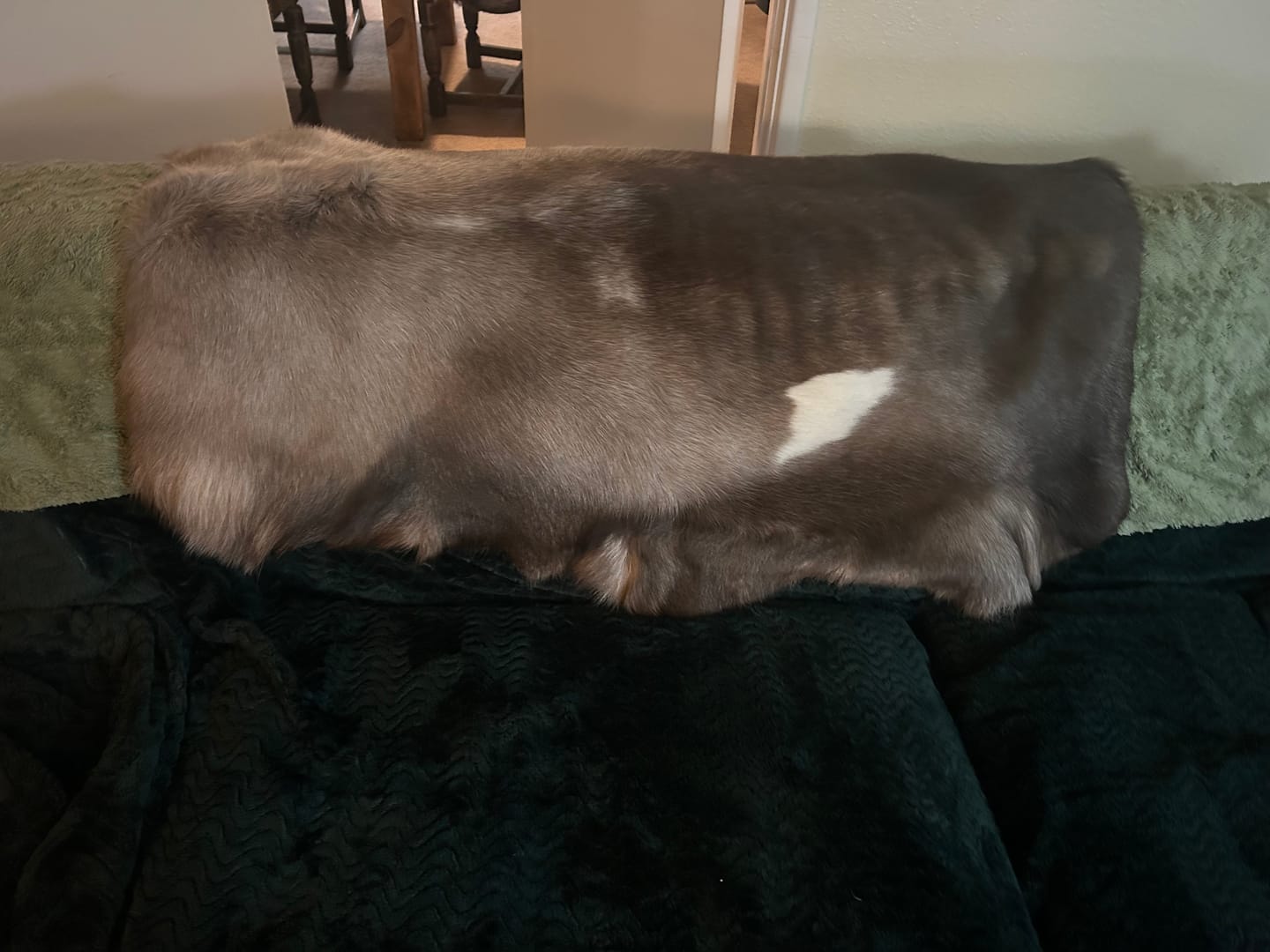 Customer photo review of XL Reindeer Fur Hide - Seconds