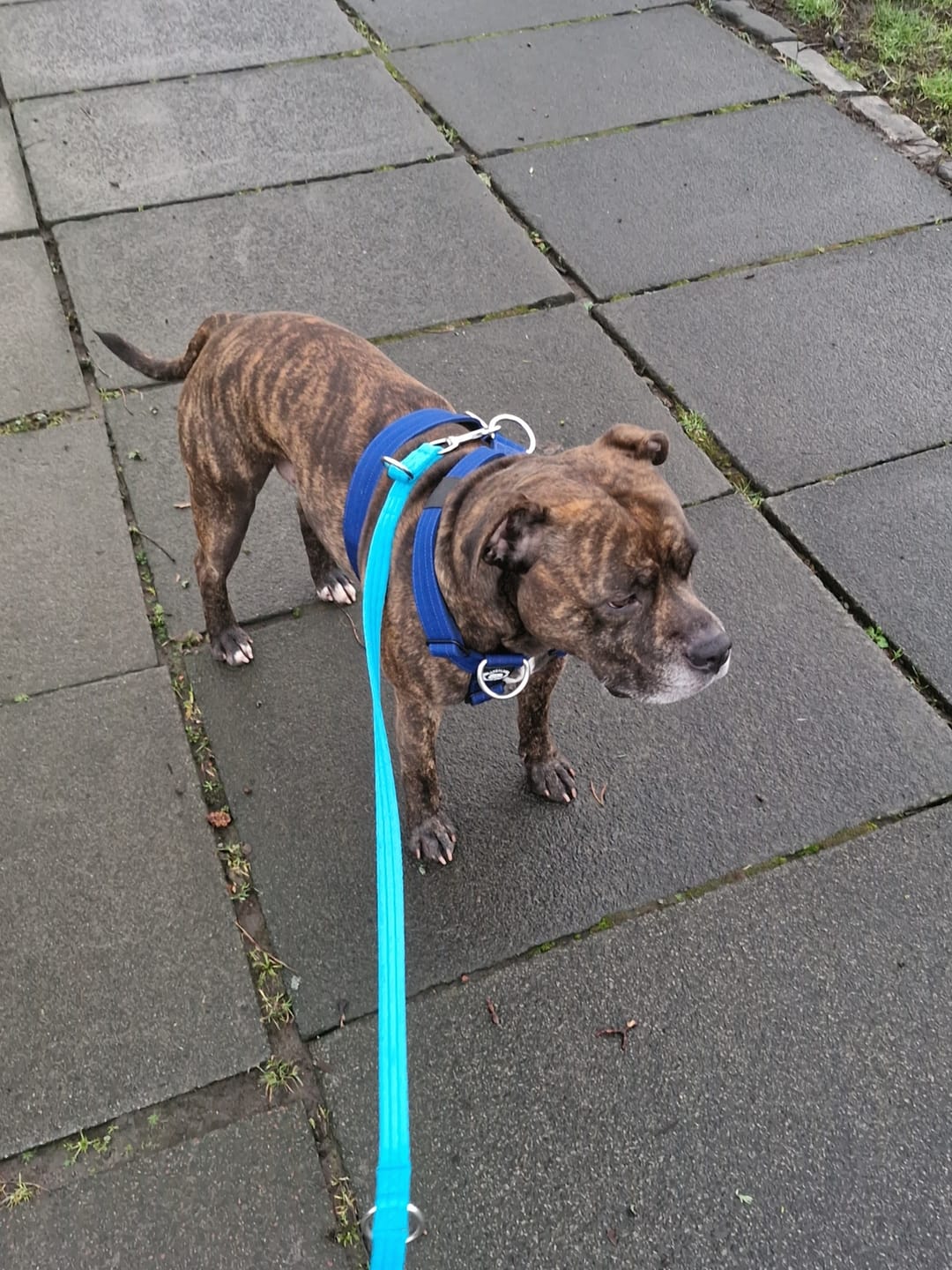 Customer photo review of Training Anti Pull TRI-Harness® | M-XL Breeds - Blue