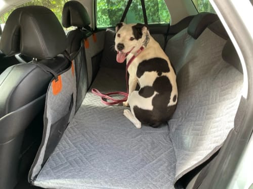 Customer photo review of Housse de Protection Voiture pour Chien - Avenia™