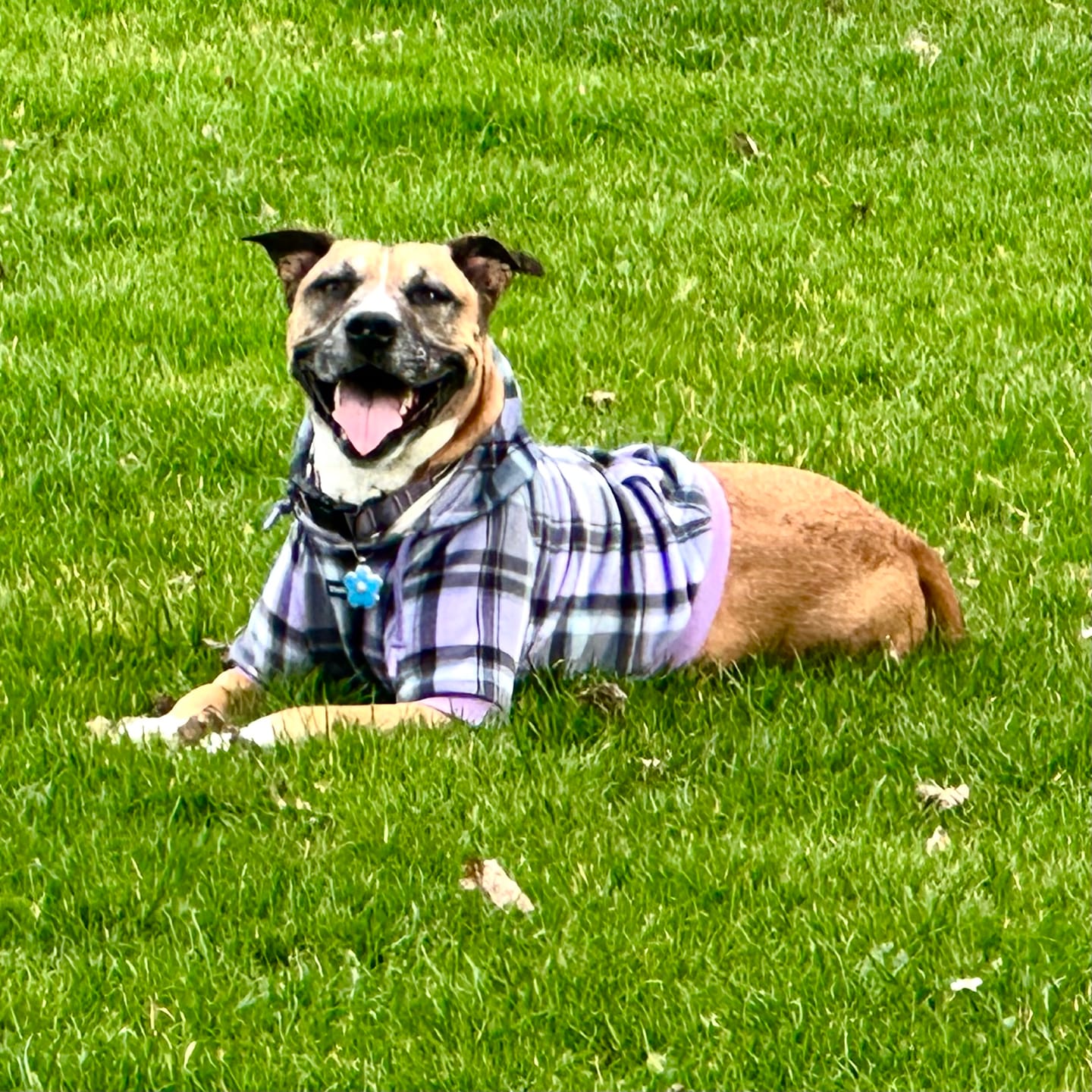 Customer photo review of Purple Plaid Dog Hoodie