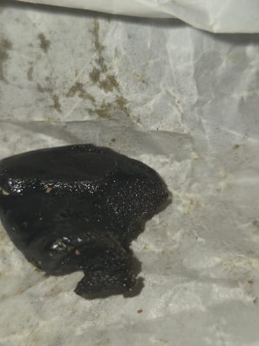 Customer photo review of THCA Moroccan Hash