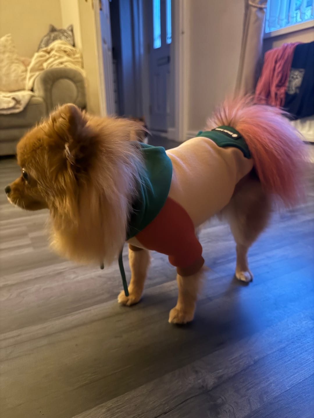Customer photo review of Ranger Dog Hoodie