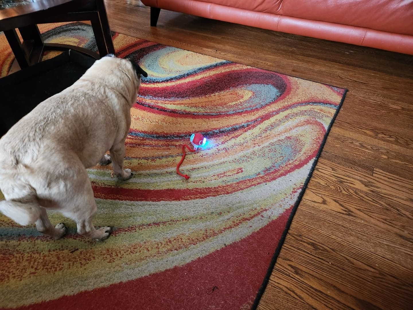 Customer photo review of PetMind Interactive Smart Toy for Cats & Dogs + 30% Off Storewide + While Stock Lasts