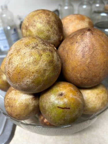 Customer photo review of Sapodilla (Nispero/Naseberry)