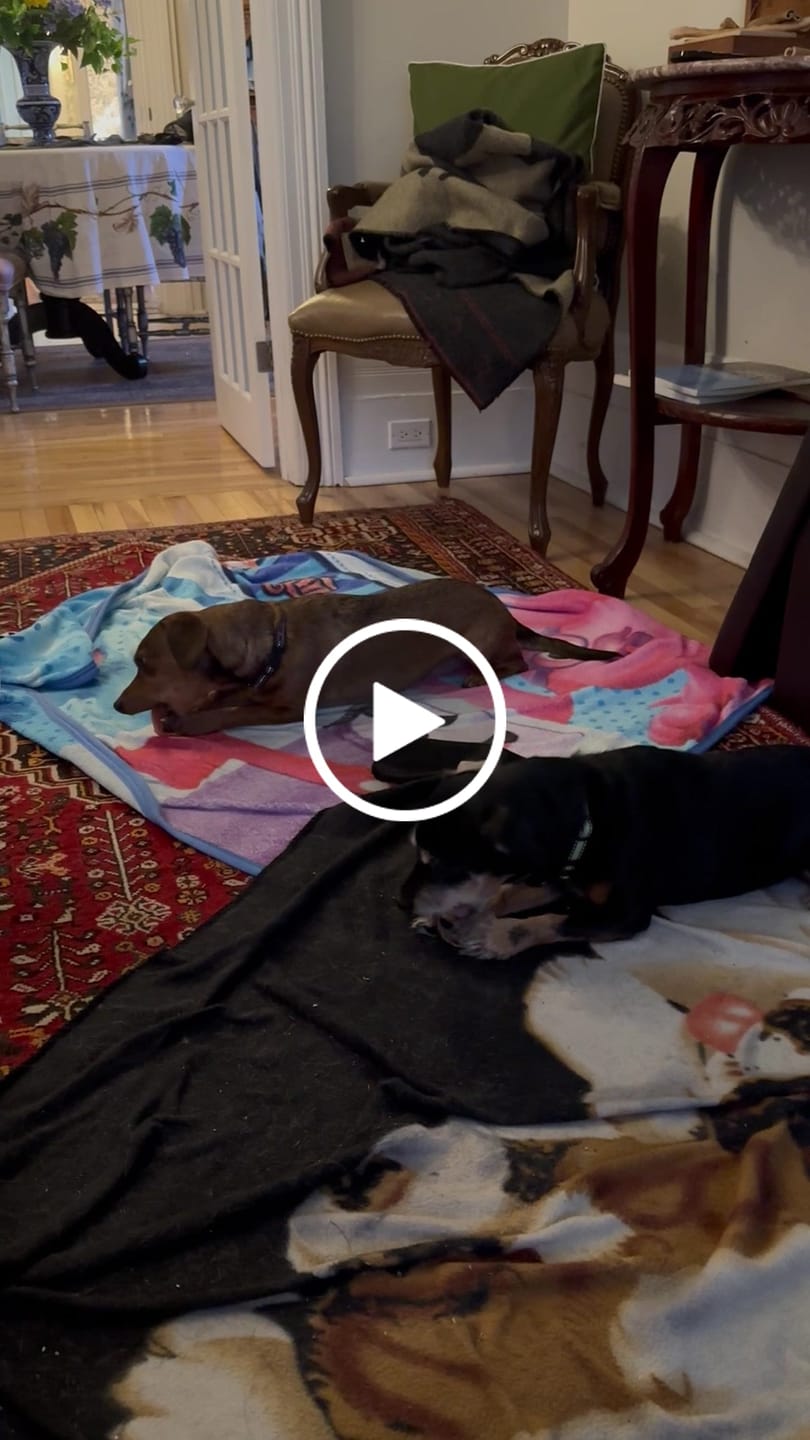 Customer video review of Small Bully Stick Ring