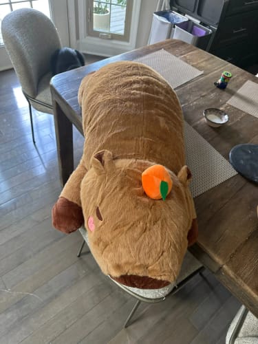 Customer photo review of Giant Capybara Plush Pillow