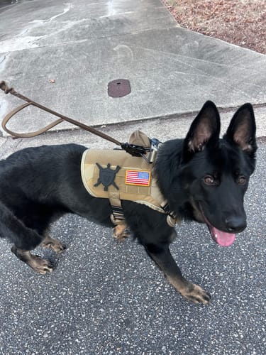 Customer's German Shepherd wearing the tan Team K9 Tactical Dog Harness on a walk.