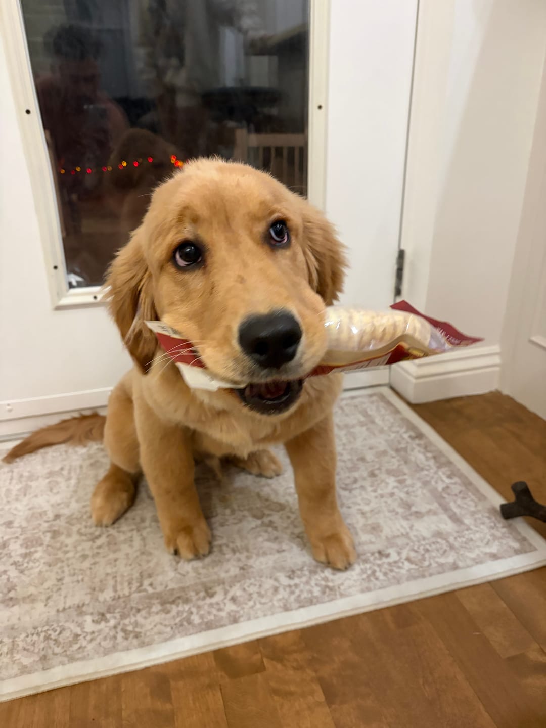 Customer photo review of 6 Inch Beef Trachea