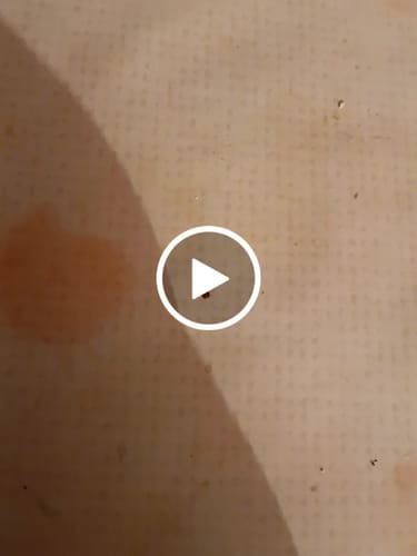 Customer video review of White Russian THCA Flower