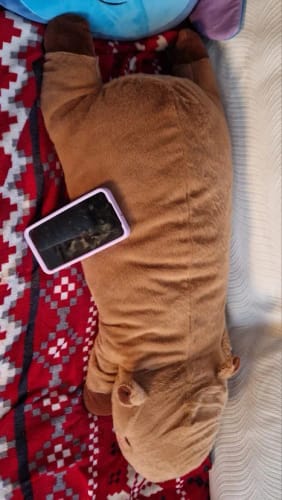 Customer photo review of Giant Capybara Plush Pillow