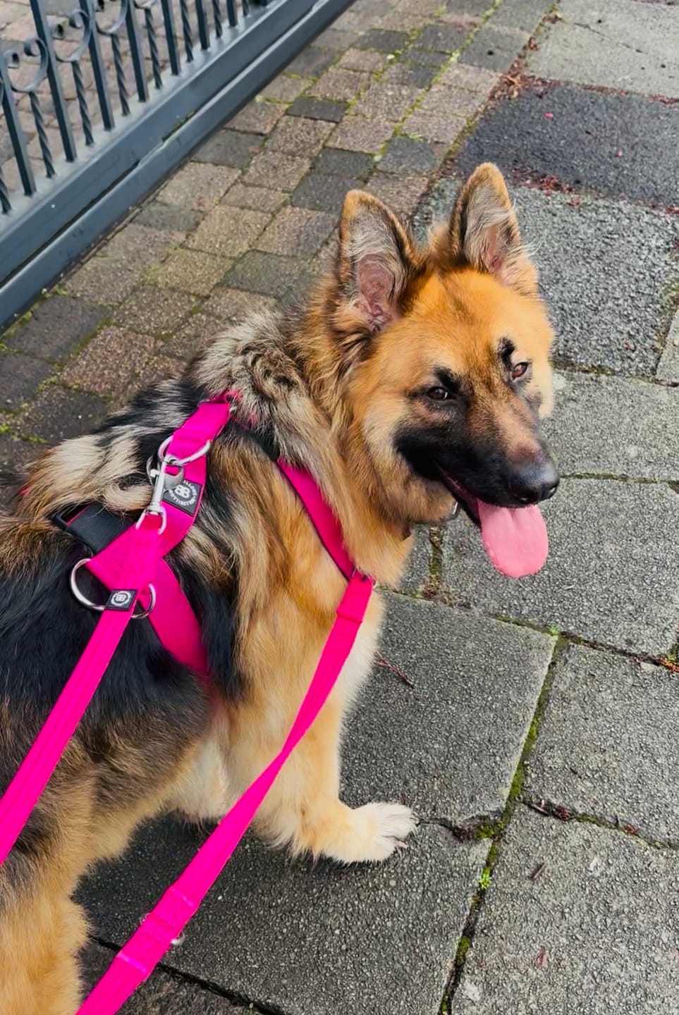 Customer photo review of Training Anti Pull TRI-Harness® | M-XL Breeds - Magenta