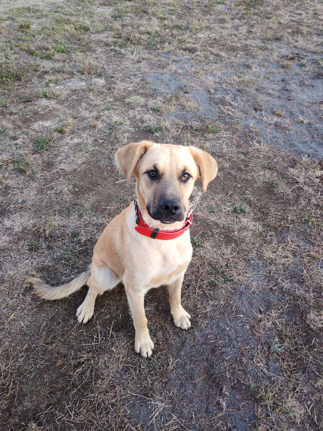 Customer photo review of Collar Duke Rojo/Negro
