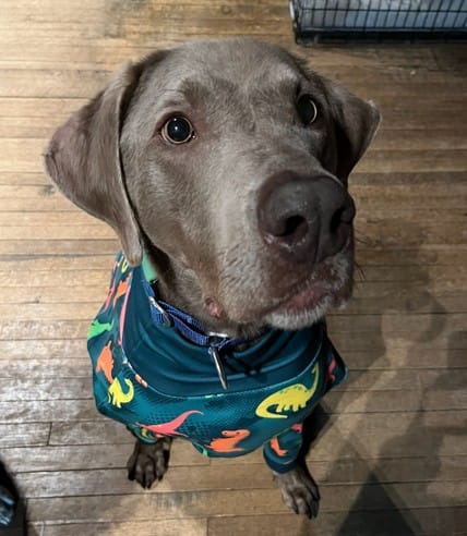 Customer photo review of Dog Pajama Prints