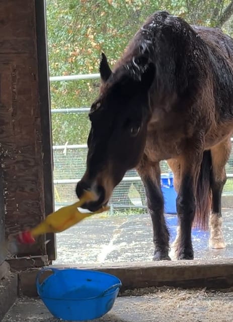 Customer photo review of Equine Aloe Vera Juice