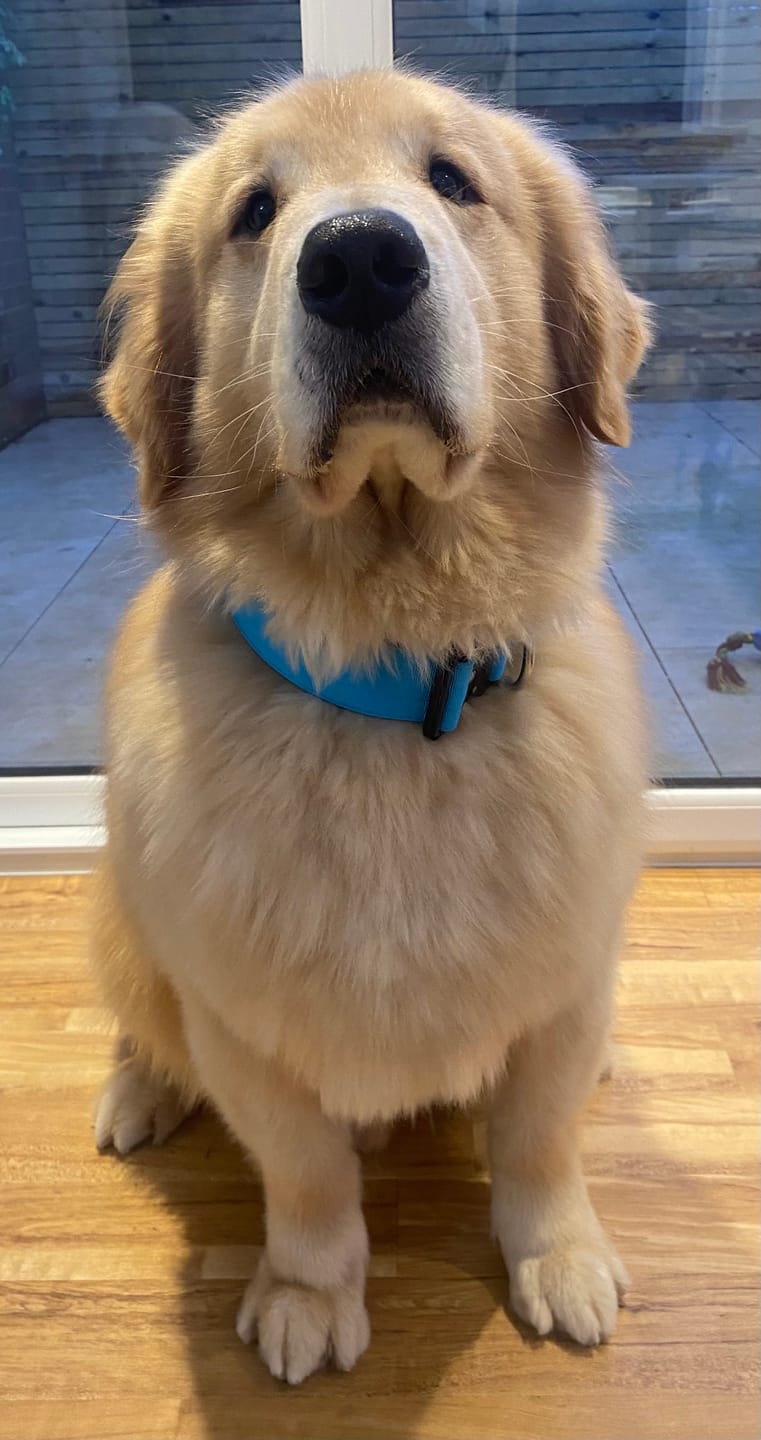 Customer photo review of 5cm Combat® Collar | With Handle & Secure Clip - Light Blue