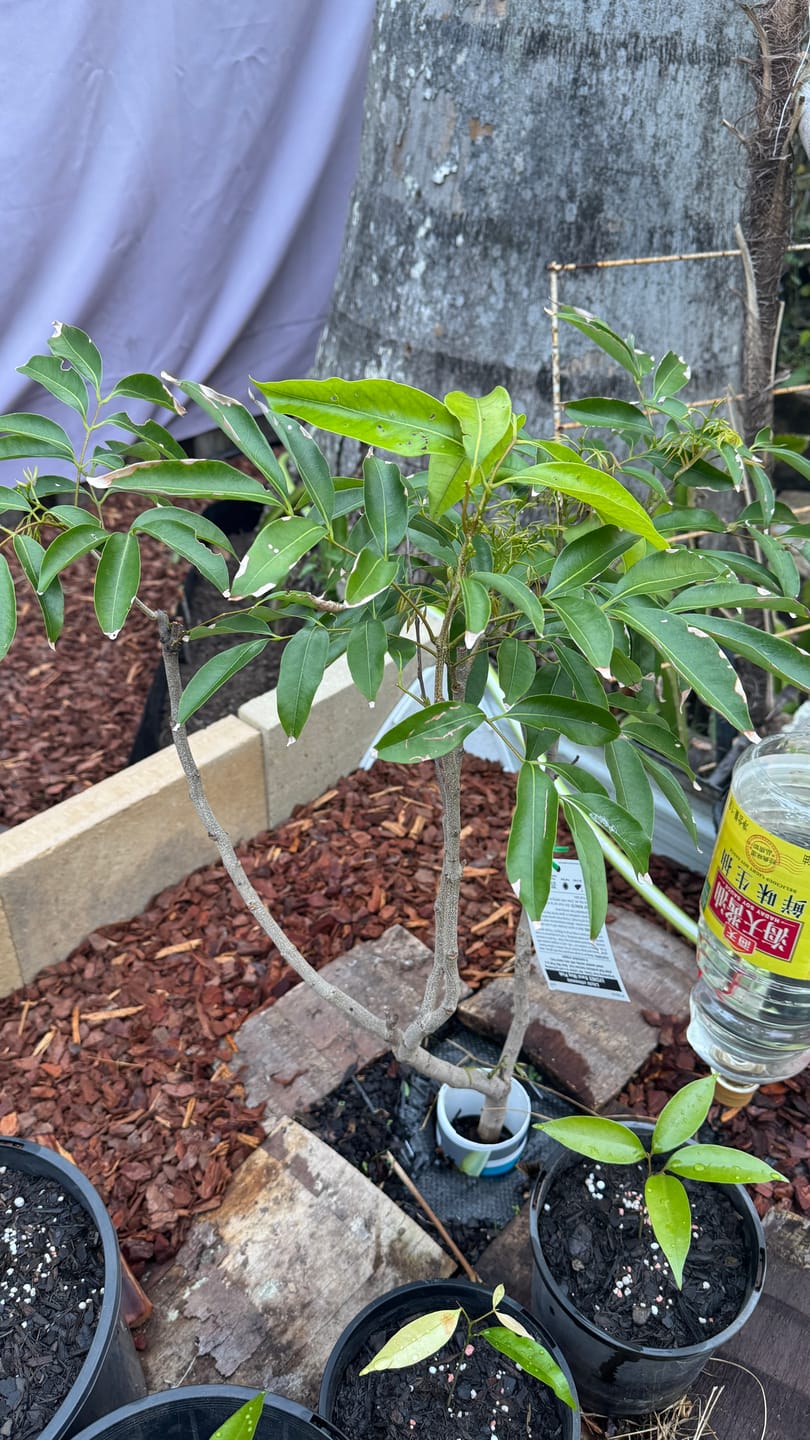 Customer photo review of Semi Dwarf Lychee - Kwai Mai Pink