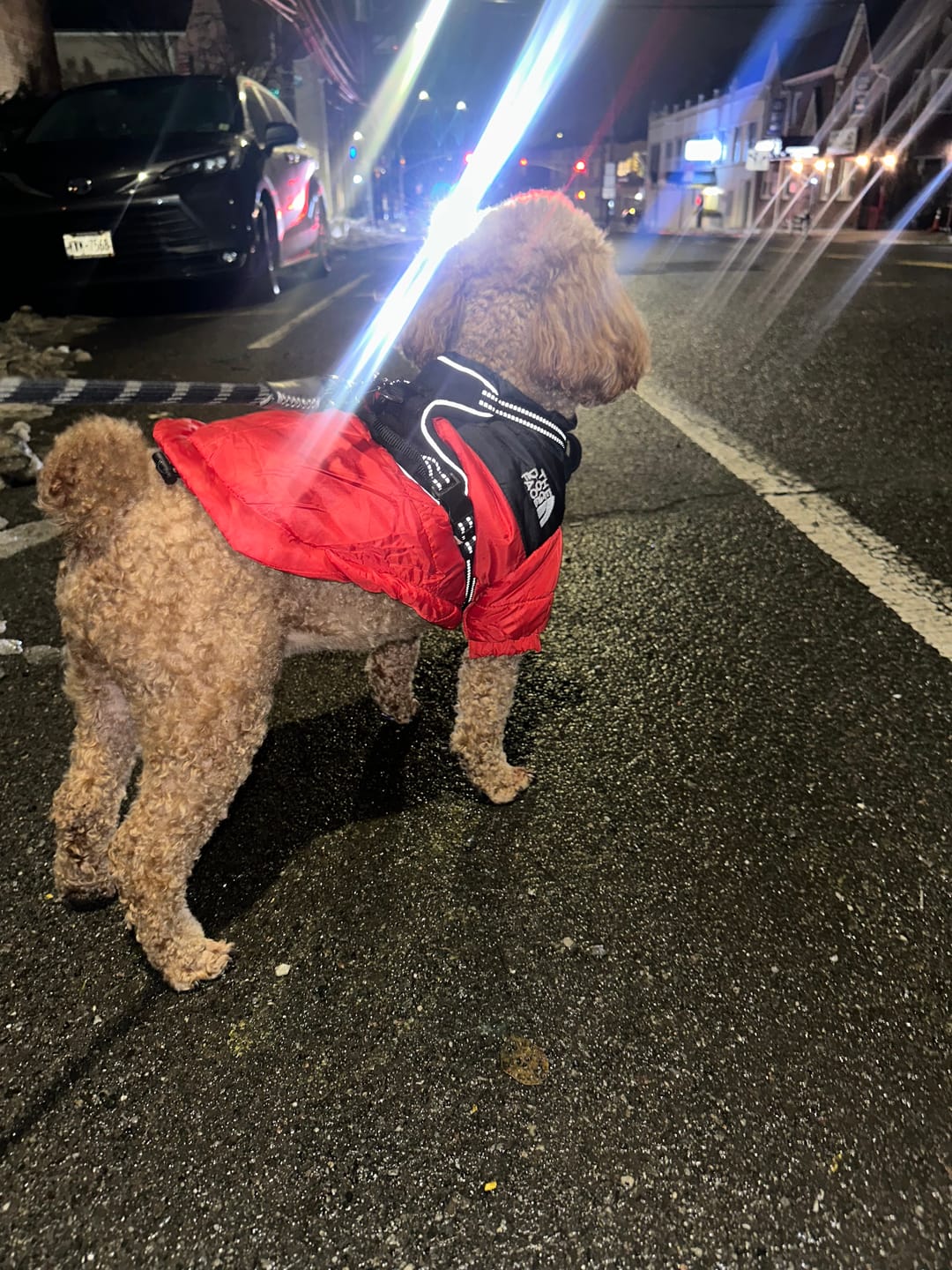 Customer photo review of The Dog Face Puffer™ Stylish Dog Winter Puffer Jacket XS-3XL | Dog Clothes