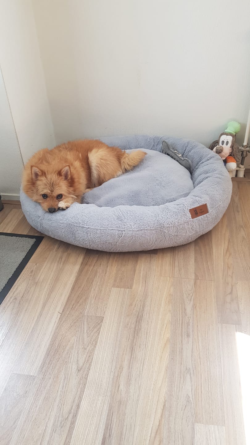 Customer photo review of Pet Perfect Hondenkam - Ondervacht