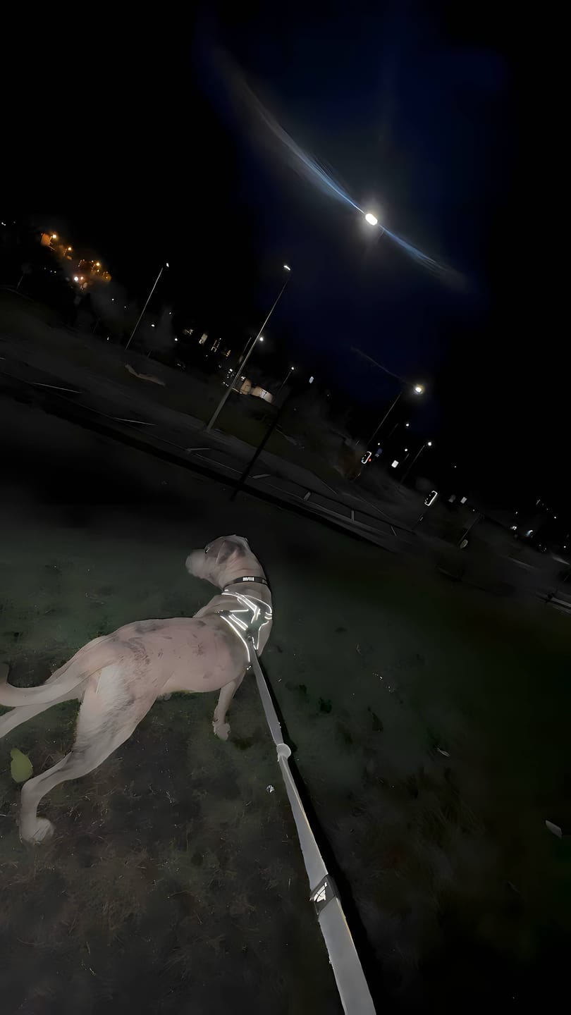 Customer photo review of Training Anti Pull TRI-Harness® | M-XL Breeds - Lightning