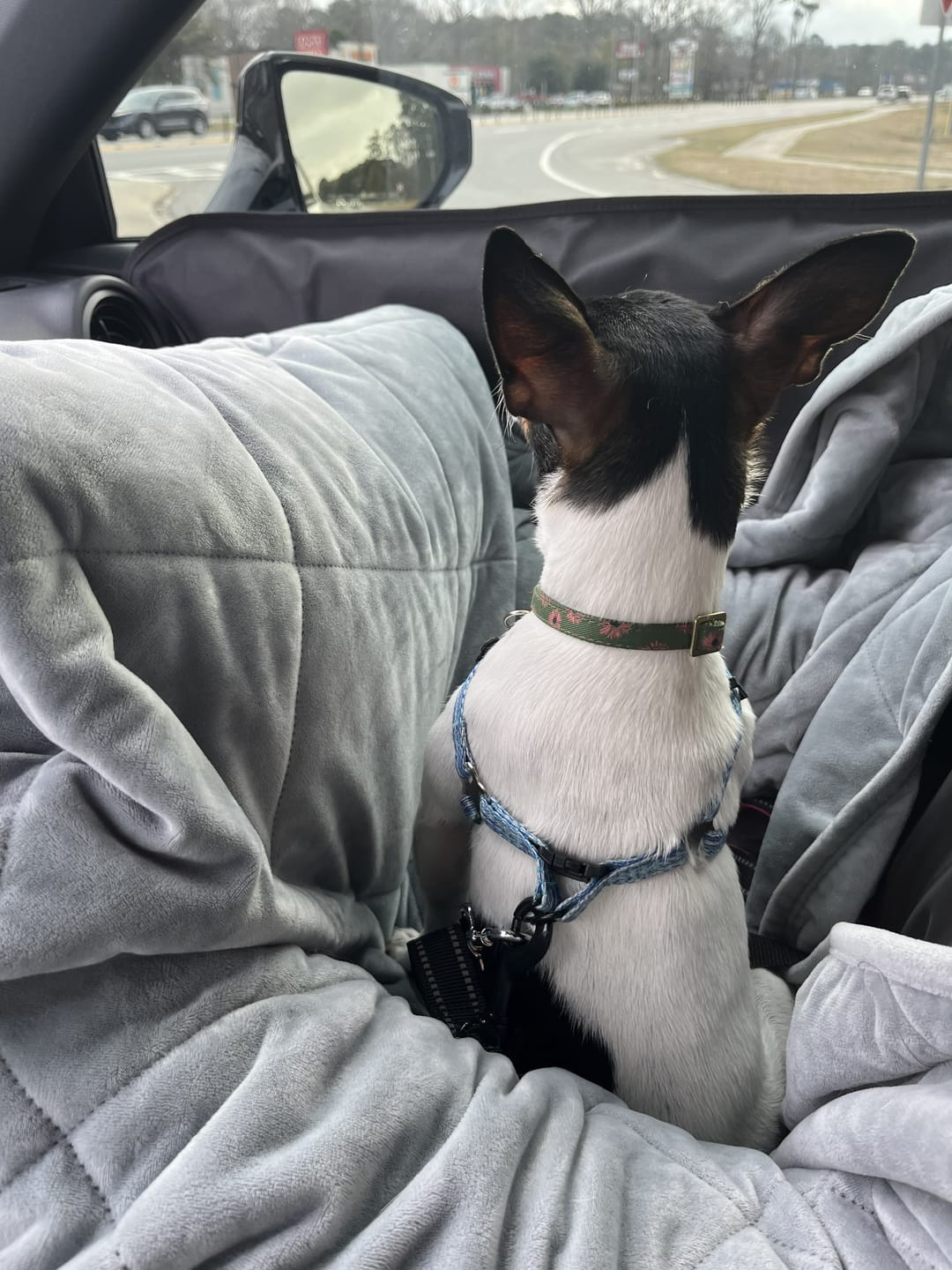 Customer photo review of Travel Dog Pod - Rosewood