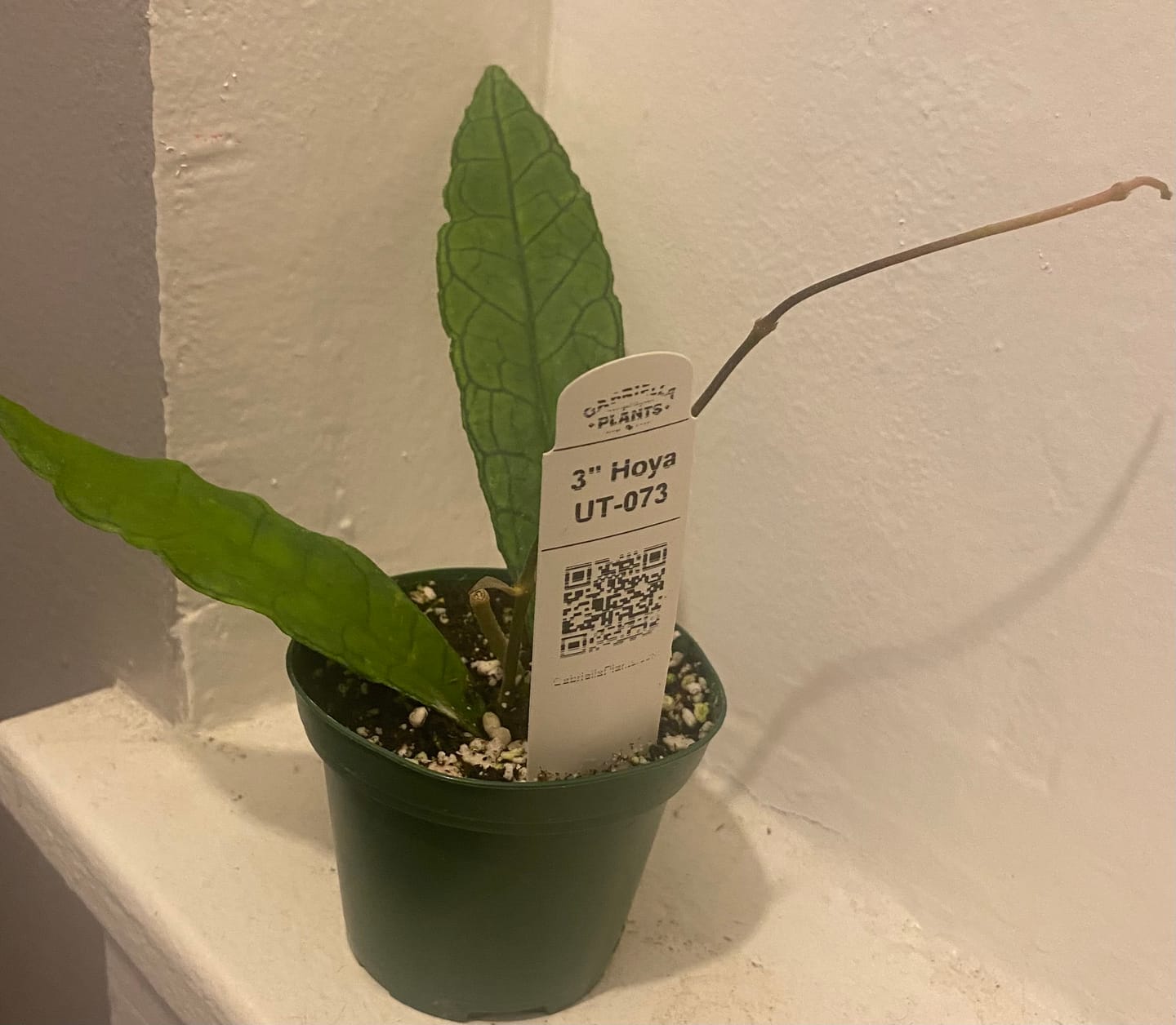 Customer photo review of Hoya UT-073