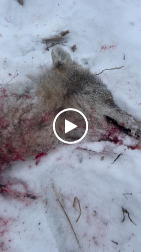 Customer video review of Warranty Replacement - Beast Broadheads