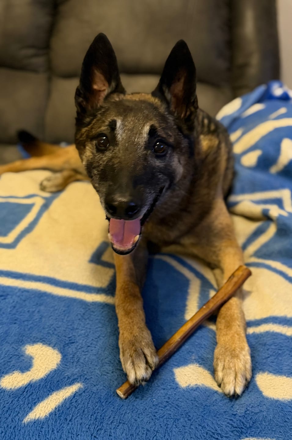 Customer photo review of 6 Inch Jumbo Bully Stick