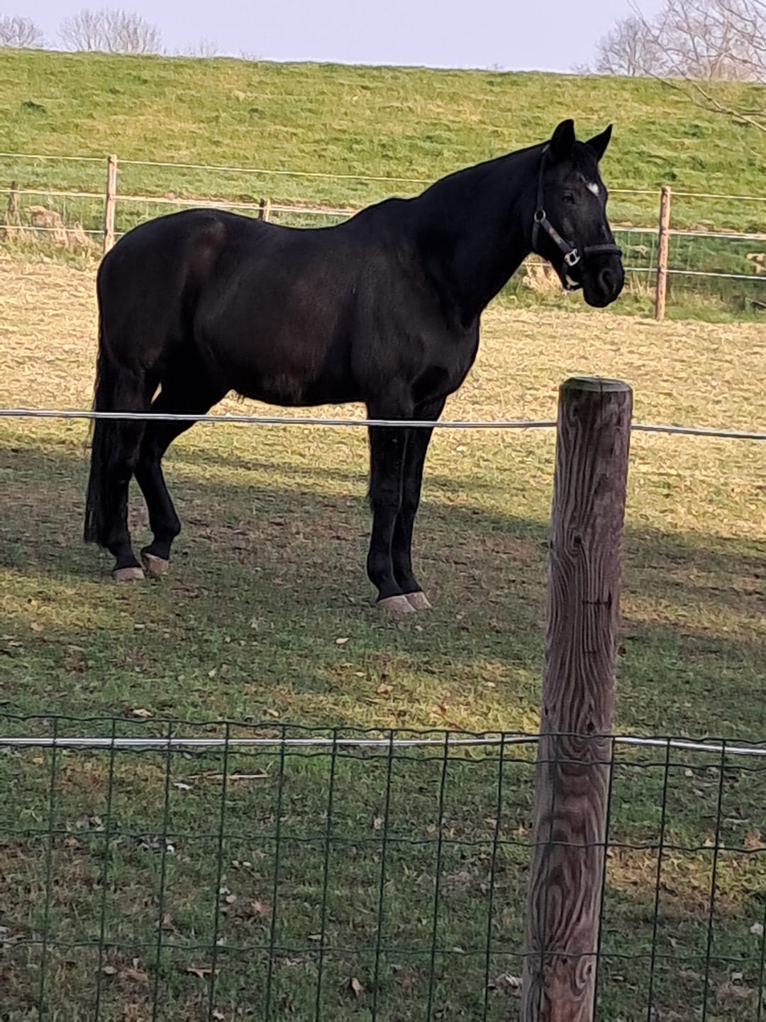 Customer photo review of Kristallkraft Move