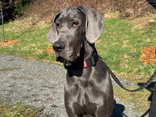 Customer photo review of 1.5" Tacti Slim Dog Collar- Black