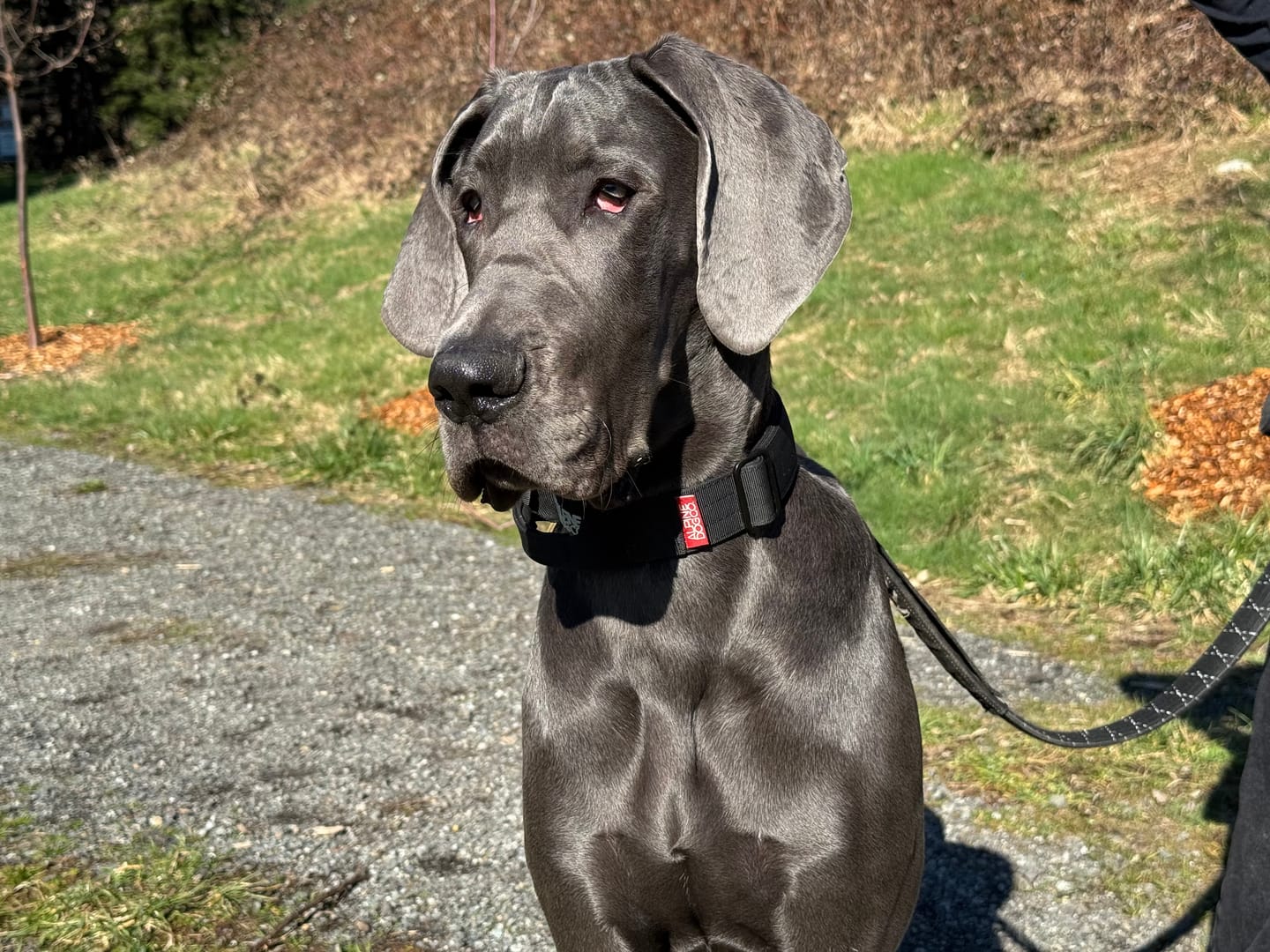 Customer photo review of 1.5" Tacti Slim Dog Collar- Black