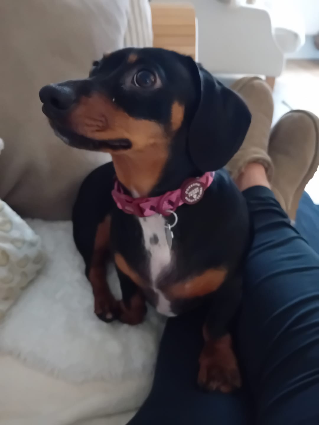 Customer photo review of Collar - Walkies Ready® Mulberry