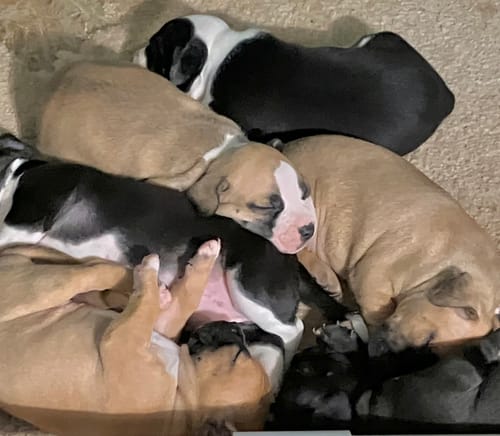 Customer photo review of ZIPYRAN ® PLUS