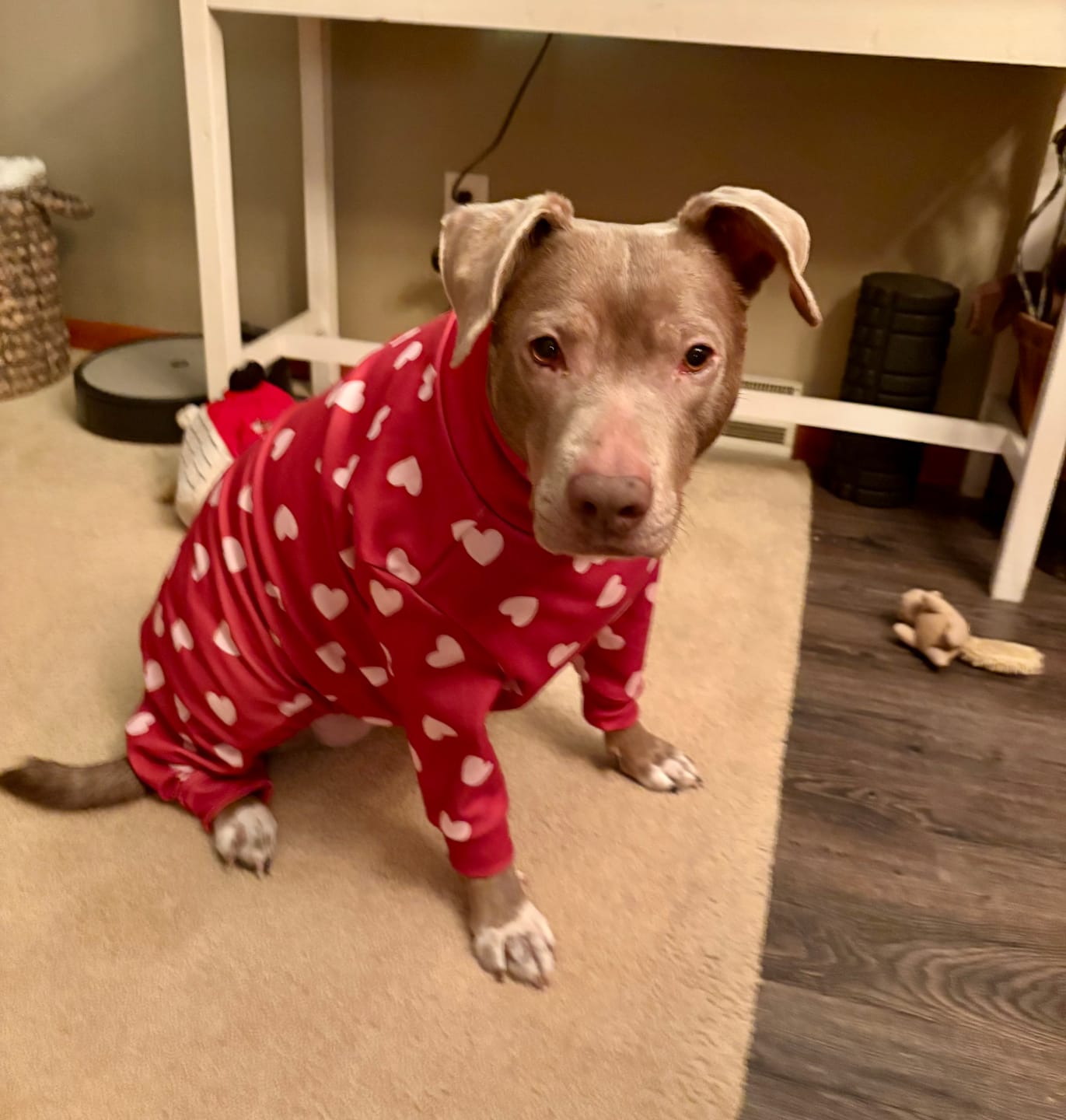 Customer photo review of Dog Pajama - Red Hearts