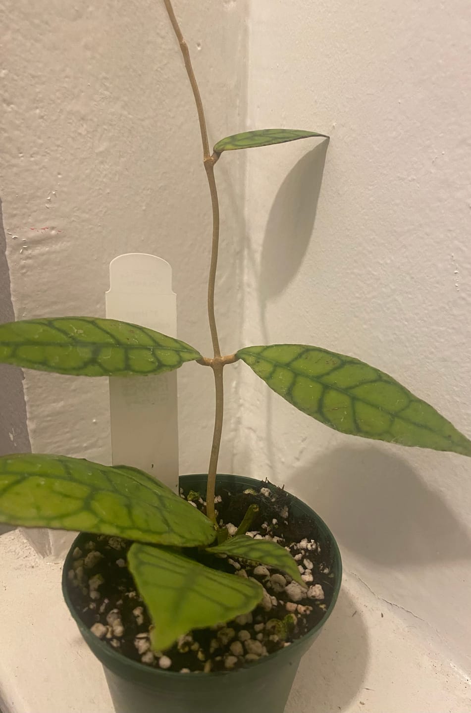 Customer photo review of Hoya callistophylla