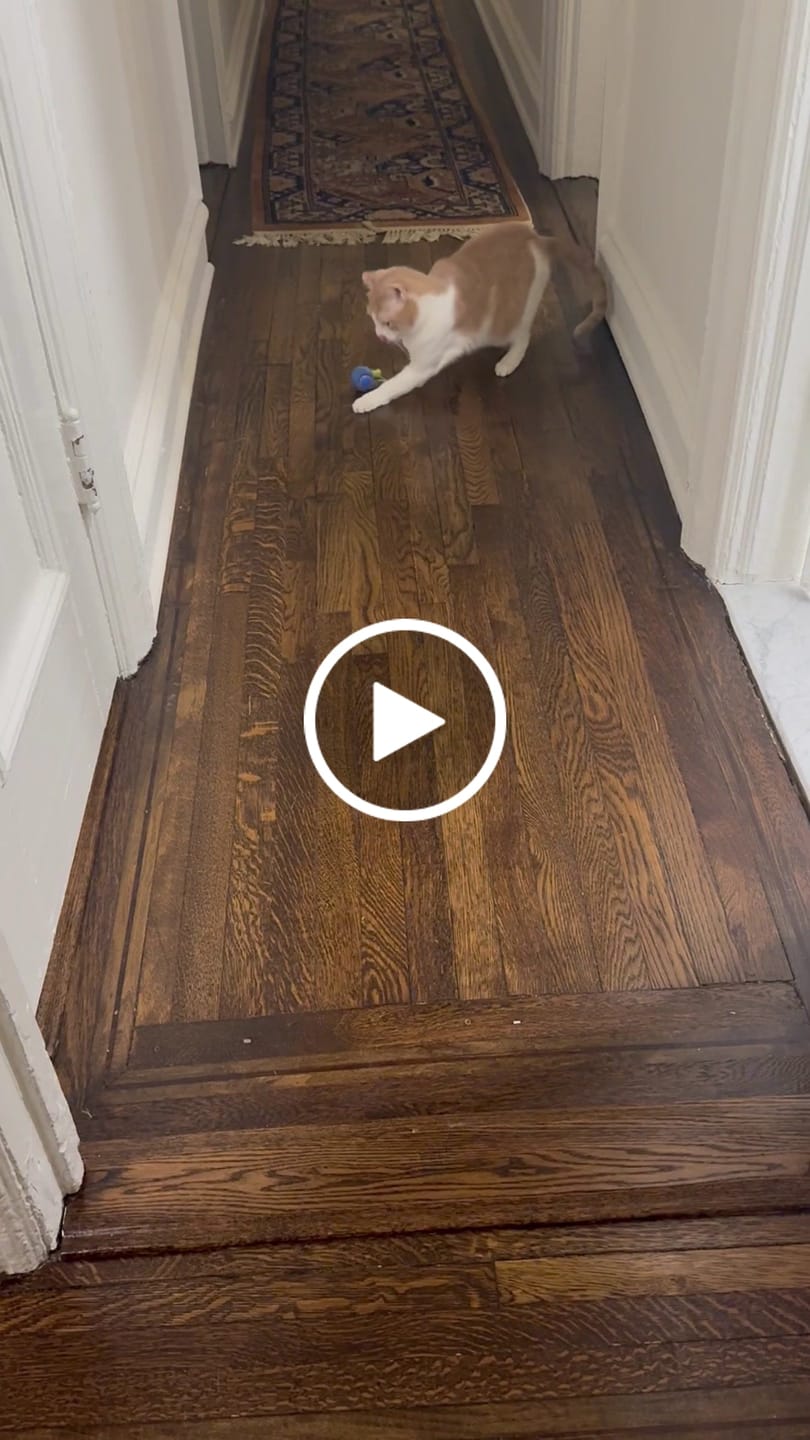 Customer video review of SPEEDY TAIL 2.0